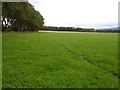 Field next to a long line of beech trees running E-W, with a N-S line crossing the photo about 400m away in AB52 6LX