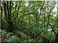 Woodland above Eltringham Scar in NE42 6RL
