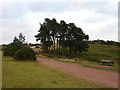 Trees at Clent Hills Country Park in DY9 9LG