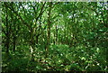 Woodland, Hornchurch Country Park in RM12 6FE
