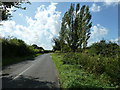 Wind swept Poplars by entrance to Northend Farm in GU30 7LT