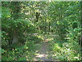Track through Brown Ings Wood in DN6 9BP