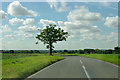 Tree by the open road in CM1 4SZ