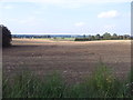 Wheat fields in Mettingham in NR35 1TD