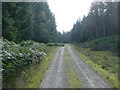 Forest track in Rannoch Forest in PH17 2QR