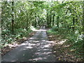 Lambourne Lane in Burnt Malthouse Copse in GU30 7ND