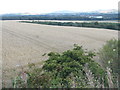 Wheat in the Almond Valley in West Lothian