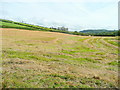Late hay crop in LD3 8NB