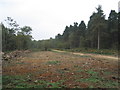 Cleared area, Laxton Wood in NN17 3AU