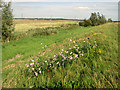 Farmland north of the River Nar, Setchey in PE33 0AZ