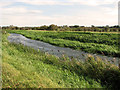 Reeds growing in the River Nar, Setchey in PE33 0AZ