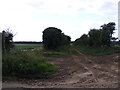 Bridleway near St John the Baptist Church, Butley in IP12 3NT