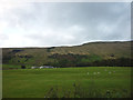 Sheep pasture by New Bridge, Garsdale in LA10 5NZ