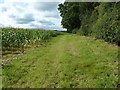 Maize field by footpath to Piltdown in TN22 3XD