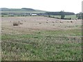 Round bales, Branxtonhill in Branxton