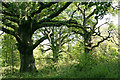 Ancient Oaks in Piddle Wood in TA3 7BY