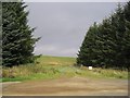 Field entrance between conifers, off the B7068 in DG11 3HG