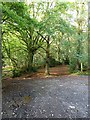 Woodland track at Broad Oak in TA4 3QL