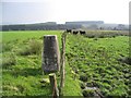The trig point at Whitehill in DG11 2NP