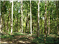 Woodland east of Britten's Lane in PO18 0LD