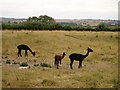 Alpacas with young in SP5 5SE