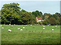 Sheep grazing near Slindon in BN18 0QU