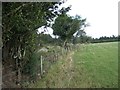 Field boundary north of Holcombe in TQ13 8PZ