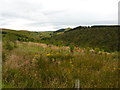 Young plantation near Howiemill in AB54 4YJ