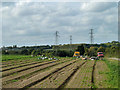 Market garden harvesting, Southfleet in DA13 9PQ