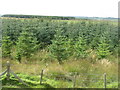 Moorland plantations at Morton in East Livingston and East Calder Ward