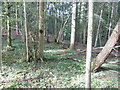 Mixed woodland trees on the edge of Freeman's Wood in RH13 8JP