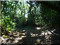 Footpath leaves bridleway on Reelhall Hill in GU5 0RB
