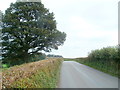 Tree at the edge of a field alongside Tre-herbert Road in NP44 2DE