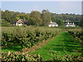 A Pear Orchard near Stone Street - Kent in TN15 0LE