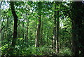 Pondfield Copse in GU6 7SH