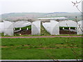 Polytunnels near Rosemount in PH10 6LR