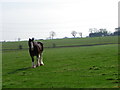 Clydesdale, West Myreriggs in PH13 9HW