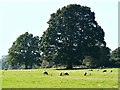 Oaks and sheep, Savernake Forest near Durley in SN8 3AZ