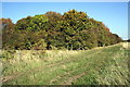 Wood beside bridleway at Garford Field in Garford