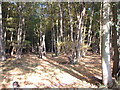 Hangman Coppice, Hatfield Forest in CM22 6NB