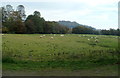 Sheep grazing in a field at the southern edge of Brecon in LD3 7HG
