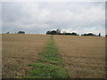 Footpath through a Harvested Crop in YO51 9QH