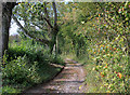 2011 : First hints of autumn on Folly Lane in BA4 4FA