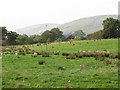 Sheep pasture off Whin Loan in G66 8AL