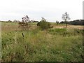 Wet pasture, Auchinreoch in G66 8AP