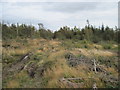 Cleared  section  of  Forest in Harwood Dale
