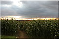 Sunset over the cornfields, Monarch Way in BA22 8EP