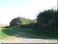 Footpath in green lane east of Cousin's Cross in TQ7 2ND