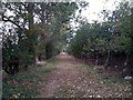 Bridleway To Levington Heath in IP10 0ED