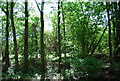 Woodland by the Downs Link in RH13 9FT